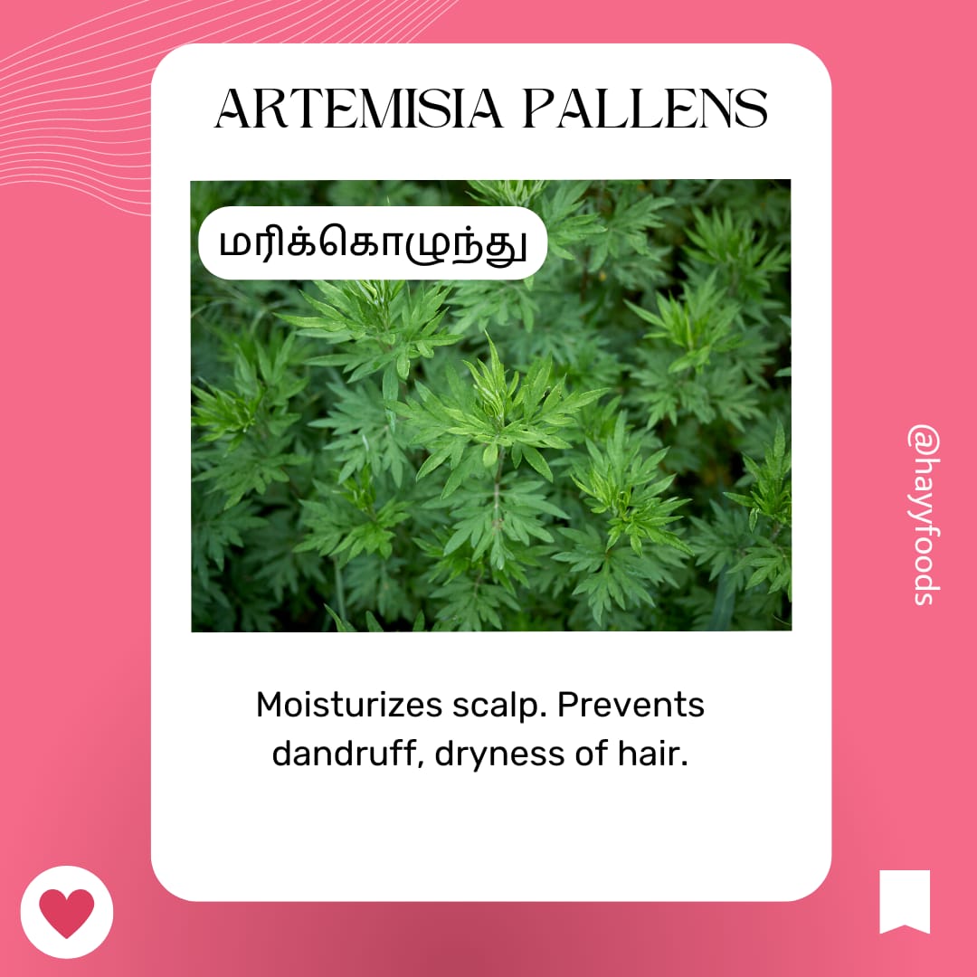 Shikakkai Powder 400g