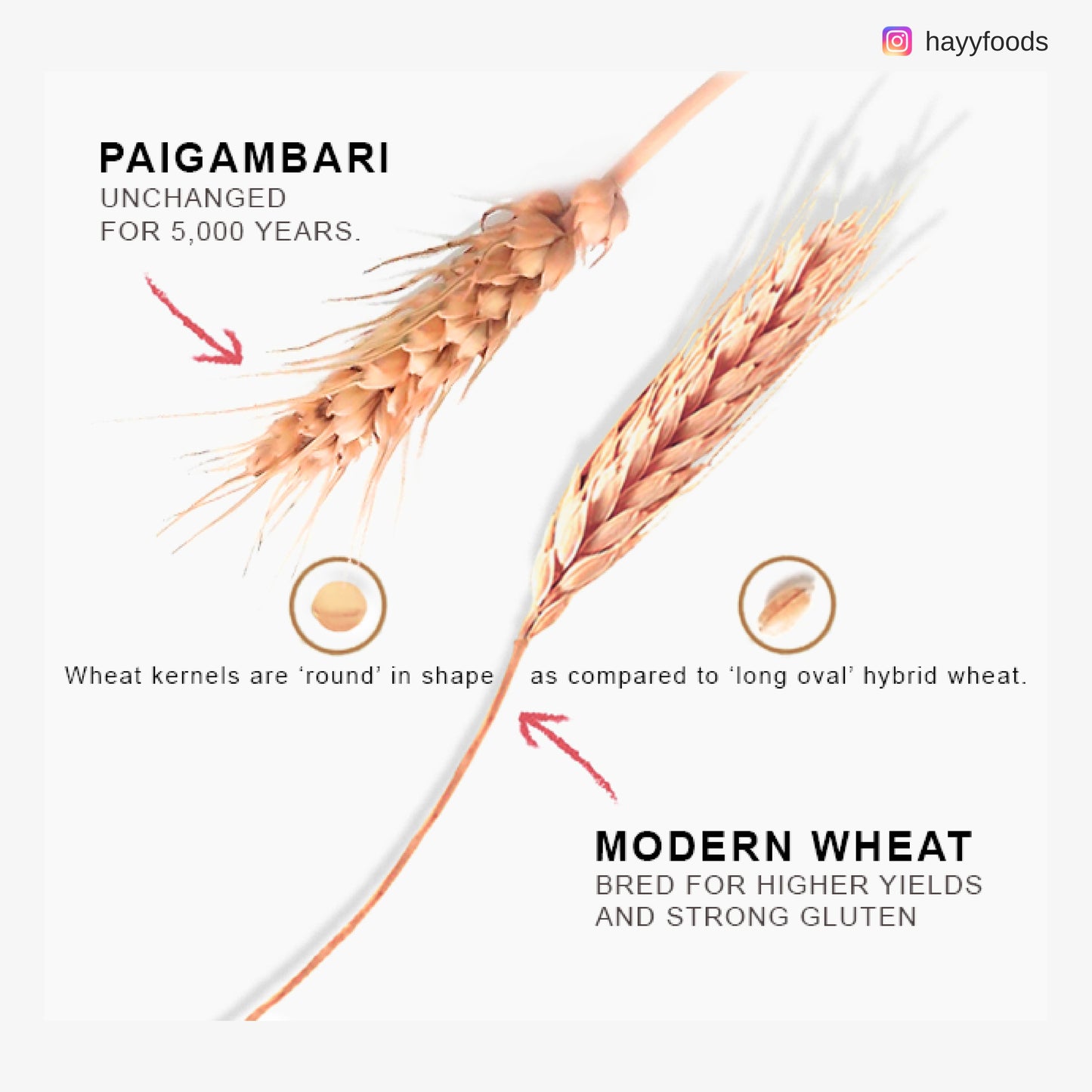 Paigambari Wheat Flour 1kg